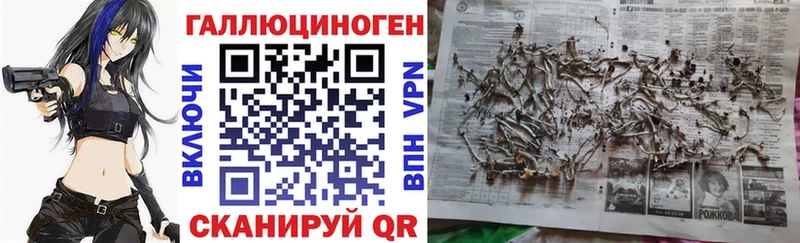 ОМГ ОМГ как войти Новозыбков Галлюциногенные грибы Cubensis